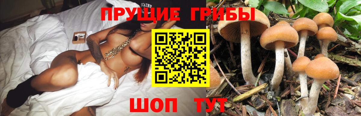 Сосновый Бор  Галлюциногенные грибы Psilocybine cubensis  Вход с VPN 